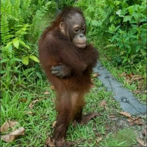 affenjunges, orangan cub, affen orang utan, baby orang utan, affen orangutang
