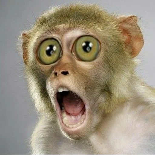 monkey shock, a surprised monkey, frightened monkey, frightened monkey, jill greenberg monkey