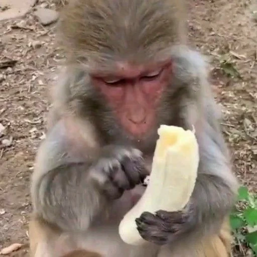 toque, affen, affen makaku, der affe isst eine banane, der affe reinigt die banane