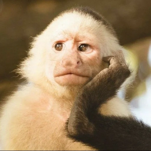 mono capuchino, mono, mono capuchino, mono capuchino, mono capuchino de cofre blanco