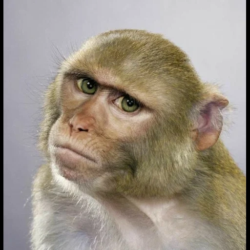 macaque macaque, l'idée du singe, macaque de robert, singe jaune, singe domestique