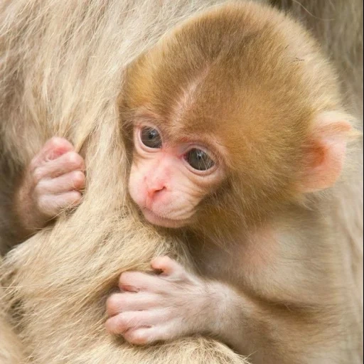 mono, bebé mono, monkey, pequeño mono, pequeño mono lindo