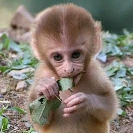la scimmia, la scimmietta, la scimmia di bellezza, piccolo scimpanzé, cucciolo di macaco di giava