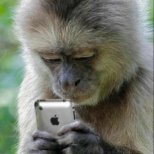 monyet, iphone monyet, kera lucu, telepon monyet, telepon monyet