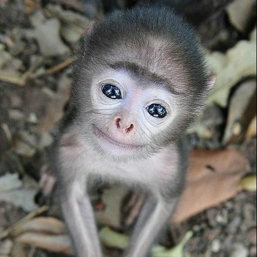 mono, mono gris, monkey trompeta, pequeño mono, pequeña raza de mono