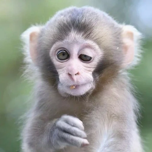 macaco, lindo macaco, macacos caseiros, os macacos têm um dia de folga, bom dia macaco