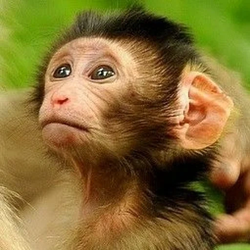 macacos, macaco abe, mini macacos, macacos engraçados, o macaco é pequeno