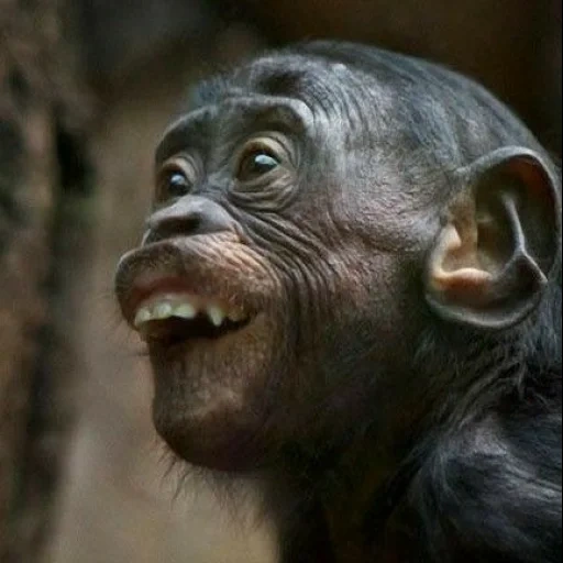 chimpancé, la emoción del mono, chimpancé divertido, mono divertido, mono genial