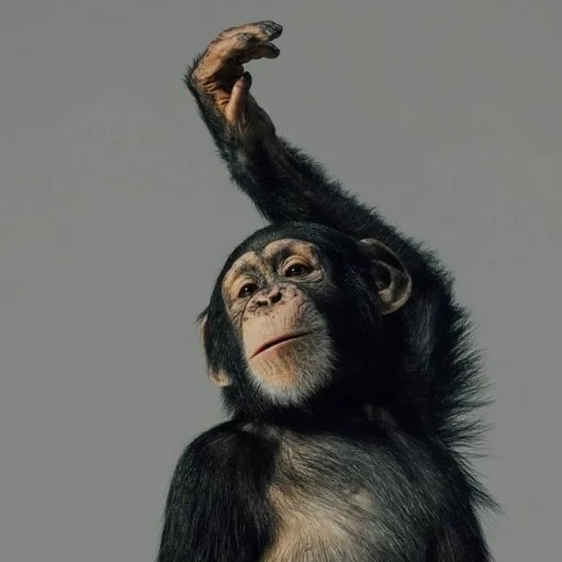 schimpansen, stolzer affe, affen gorilla, gewöhnliche schimpansen, aber tepericha ist nicht wie eine schale des bildes
