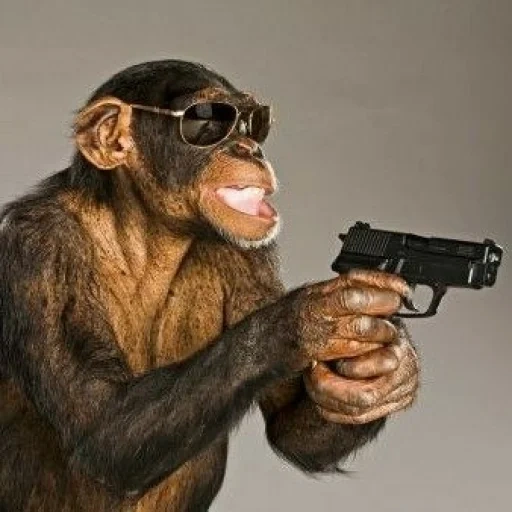 schimpansen, affenschimpansen, affe mit einer pistole, affe mit einer pistole