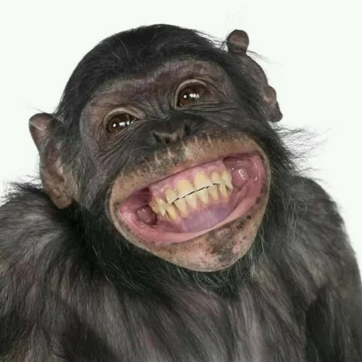 lo scimpanzé, faccia di scimmia, scimmia allegra, animali che amano ridere, faccia di scimmia divertente