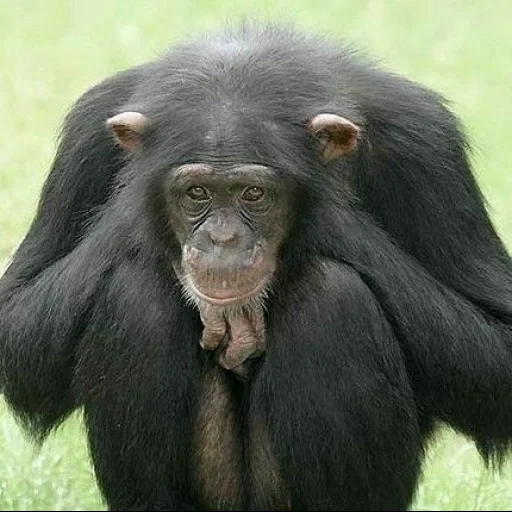 chimpanzés, oeufs de chimpanzé, chimpanzés mâles, chimpanzé femelle, chimpanzé commun