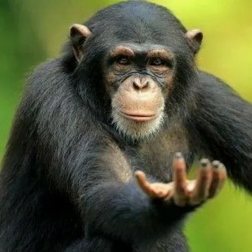 chimpancé, simio chimpancé, pequeño chimpancé, chimpancé ordinario, pantroglodytes un chimpancé común