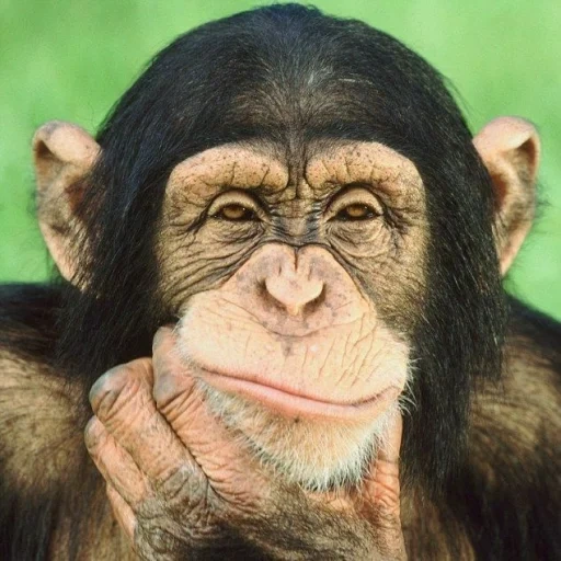 chimpanzés, hipercalcemia, o macaco pensa, um macaco atencioso, um meme de macaco atencioso