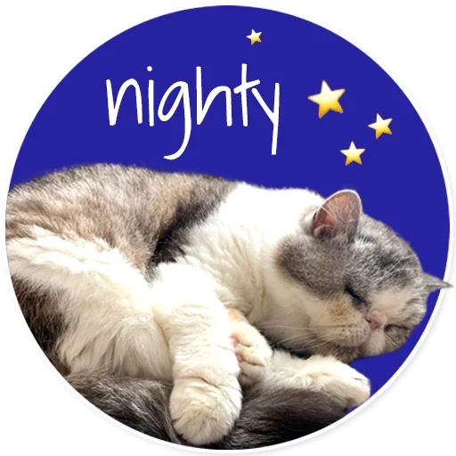 cat, sé un buen sueño, duerme bien, duerme bien, buenas noches dulce gato soñador