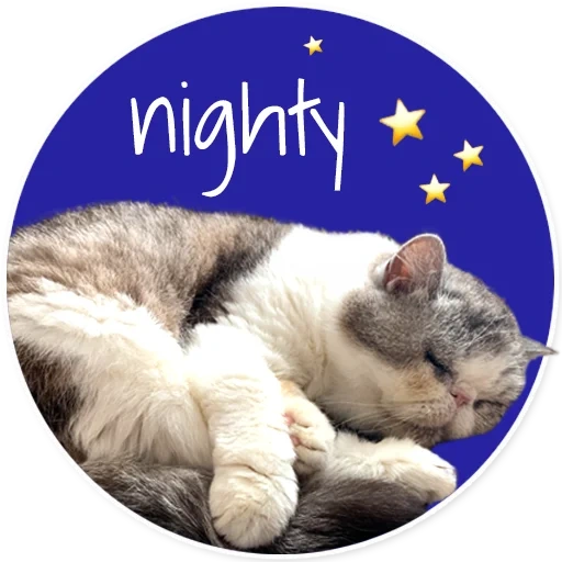 cat, sogni d'oro, dormi bene, dormi bene, buona notte sweet dream cat