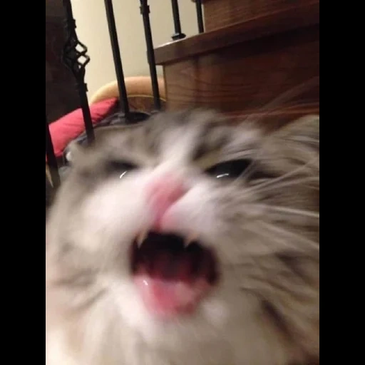 кот, коты, кошки, кот зевает мем, зевающая кошка