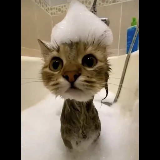 gato, gato, gato, gatos de gatos, ducha de sombrero de gato