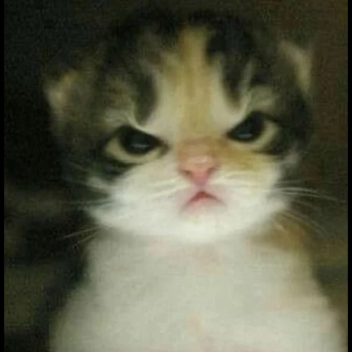 cat, cat, kitten meme, angry a cat, cute cats are funny