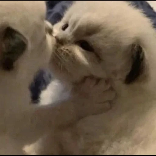 cute cats, cute kittens, the animals are cute, kitty in love, charming kittens