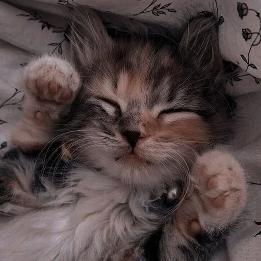 gato, gato, gatos lindos, gatitos, gatito dormido