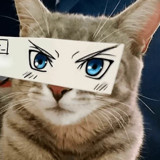 cat, cat, seal, cat cat, a cat with one eye fixed on a piece of paper