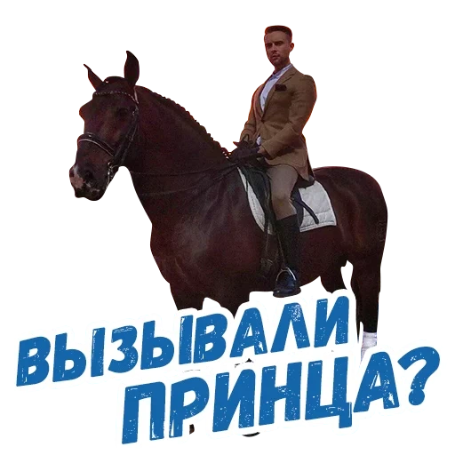 immagine dello schermo, cavallo a cavallo, stallone di cavalli, equitazione, attaccare uno scapolo