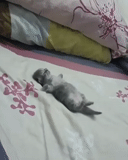 die katze, die schlafende katze, das schlafende kätzchen, hauskatzen, charming kätzchen