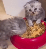 chat, chat, la nourriture du chat, le chat mange de la nourriture humide, le chaton mange des aliments secs