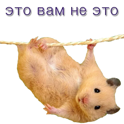 hamster, flying hamster, hamster with a white background, a hamster is a transparent background, funny animals hamster