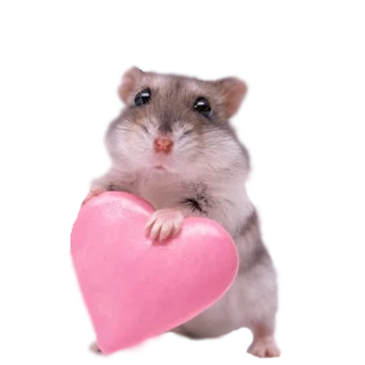 hamster, the hamster is cute, hamster with a white background, dzungarian hamster, dzungarian hamster