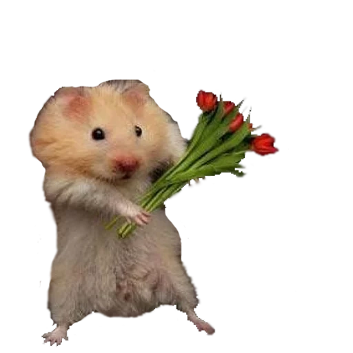 hamsters, the hamster loves, hamster with flowers, hamper with flowers, the hamster gives flowers