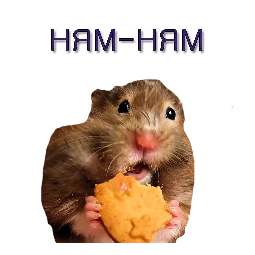 der memetische hamster, hamster meme, der hamster ist lustig, der streich des hamsters