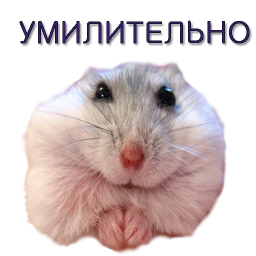 hamster, hamster m, meme hammer, dzungarian hamster, dzungarian hamster