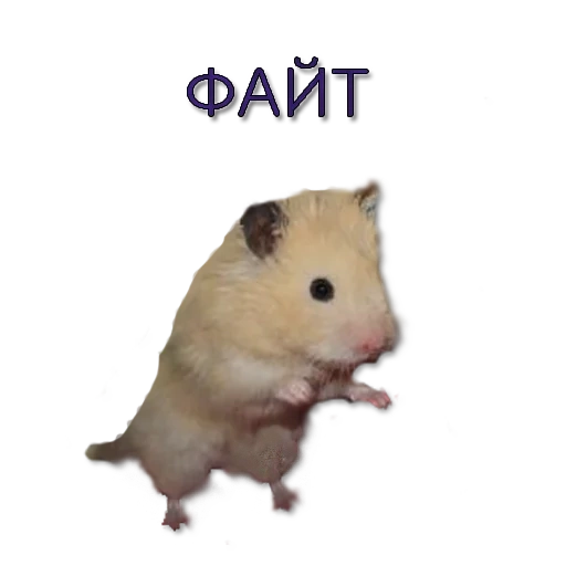 hamster, hamster m, hamster tv, meme hammer, hamster with a white background