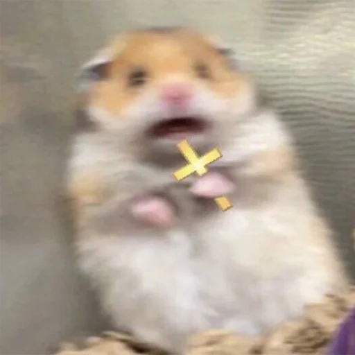 mème de hamsters, mème de hamster, hamster avec une croix, le mème de hamster avec une croix, mème de hamster effrayé