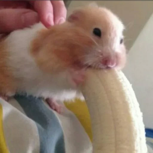 hamster pisang, seekor hamster makan pisang, hamster makan pisang, hamster adalah pisang besar, hamster makan pisang besar