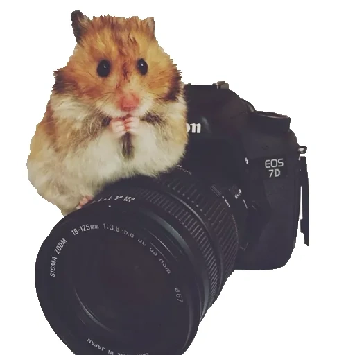 hamster, chip hamster, wir lieben es, hamster der jungarik, hamster mit einer kamera