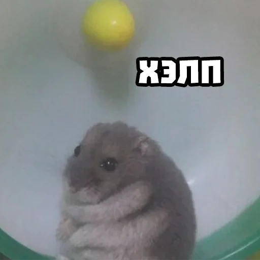 hamster, hamster meme, angry hamster, hamster sitting, sad hamster