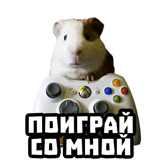 gamer hamster, biarkan aku bermain, hewan hewan itu lucu, hewan lucu, gamer guinea swine