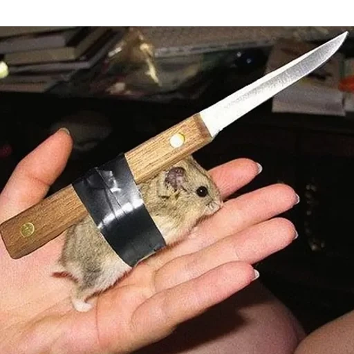 faca, lâmina, faca de hamster, faca, faca de perna de cabra gdr