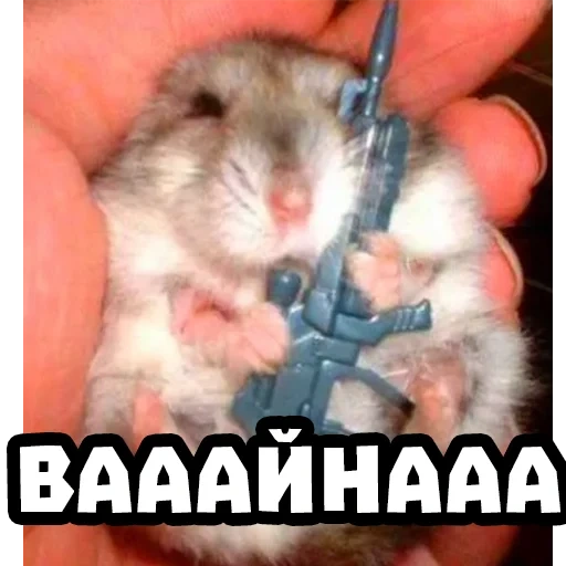 hamster hilarious, syrian hamster, hamster junggar, junggar hamster evil, junggar syrian hamster