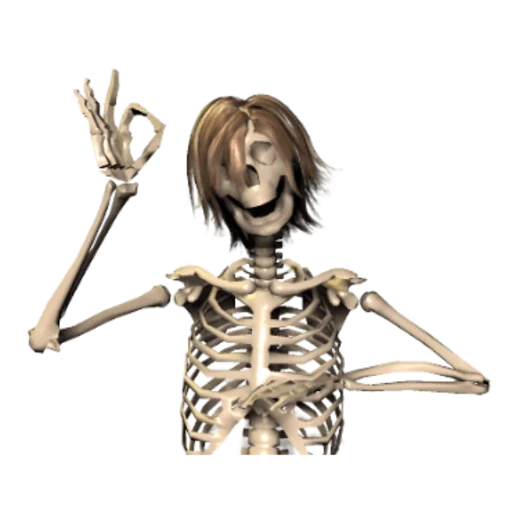 squelette, skeleton, squelette squelettique, os humains, os humains