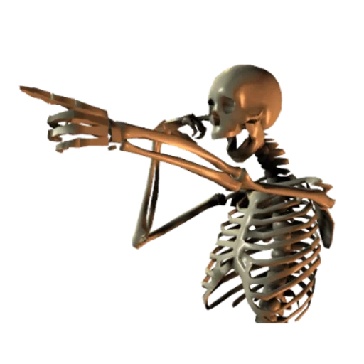 squelette, squelette humain, os humains, squelette osseux humain, fond transparent squelette humain