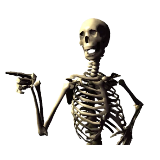 skeleton, skeleton, the bones of the skeleton, man skeleton, human skeleton