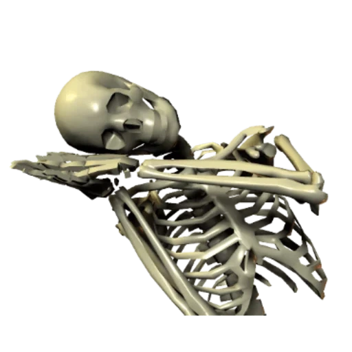 das skelett, the skeleton, 3 skelett, das skelett der kontemplation, menschliche knochen