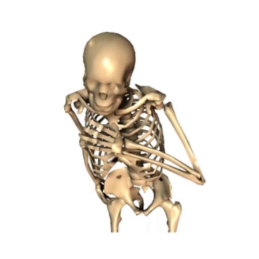squelette, squelette squelettique, squelette humain, squelette humain, squelette anatomique