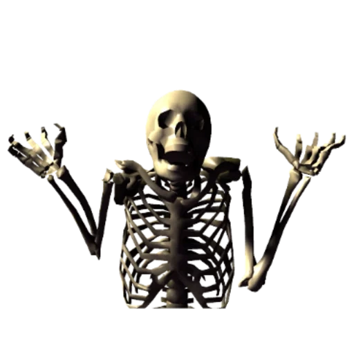 esqueleto, skeleton, esqueleto esquelético, costa, osso humano