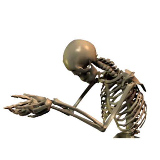 lo scheletro, skeleton, la costa del teschio, teschio su sfondo bianco, scheletro umano