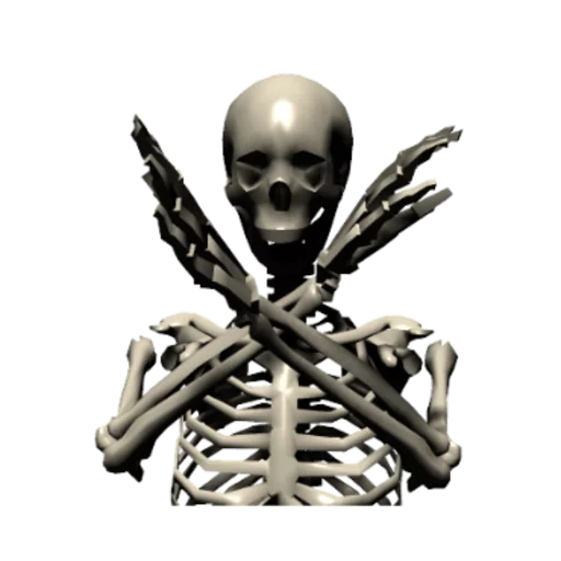 das skelett, skelett, skelett des schädels, das menschliche skelett, menschliche knochen